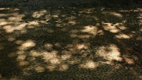 Dappled shadows of trees in a gentle breeze Stock Footage 330760748