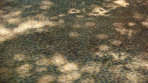 Dappled shadows of trees in a gentle breeze Stock Footage 330760749