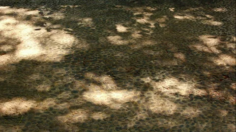 Dappled shadows of trees in a gentle breeze Stock Footage 330760750