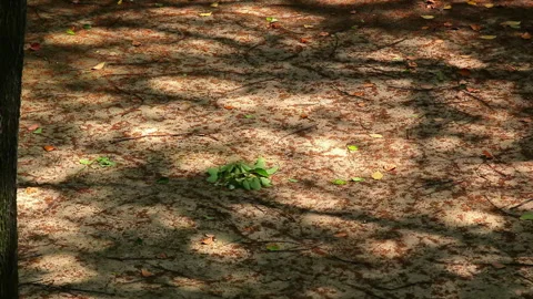 Dappled shadows of trees in a gentle breeze 動画素材 330760752