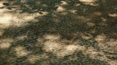 Dappled shadows of trees in a gentle breeze 動画素材 330760762