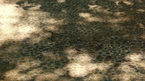 Dappled shadows of trees in a gentle breeze Vídeo Stock 330760764