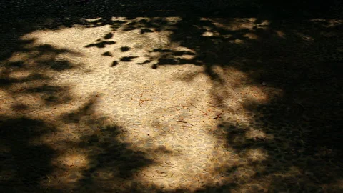 Dappled shadows of trees in a gentle breeze Stock Footage 330760766