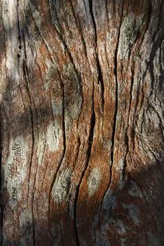 Dappled sun lights tree trunk covered in orange lichen Stock Photos