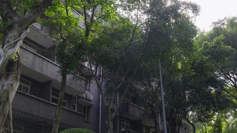 Dappled sunlight and leaf shadows on the wall of a vintage house. Stock Footage 330564345