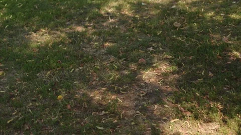 Dappled Sunlight and Moving Shadows on Dry Patchy Grass with Fallen Leaves .. Stock Footage 340117963