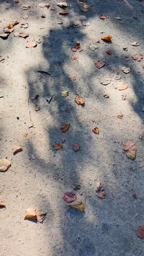 Dappled sunlight and shadows moving on an autumn path Stock Footage 345369982