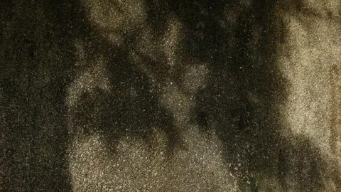 Dappled Sunlight and Tree Leaf Shadows Dancing on Textured Wall Stock Footage 339859911