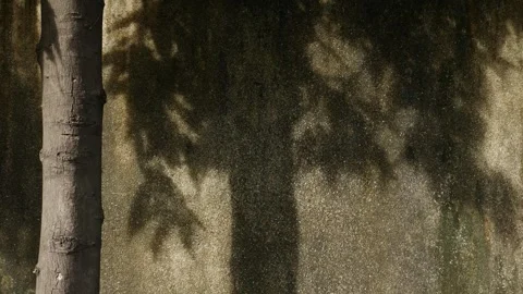 Dappled Sunlight and Tree Leaf Shadows Dancing on Textured Wall Stock Footage 339859915