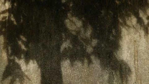Dappled Sunlight and Tree Leaf Shadows Dancing on Textured Wall Stock Footage 342786377