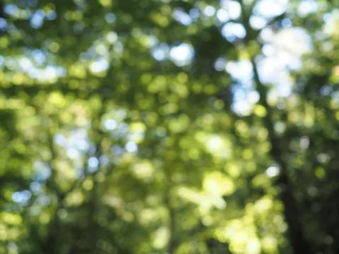Dappled sunlight bokeh through tree canopy Stock Photos