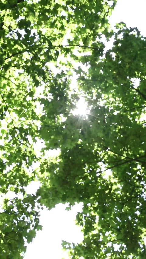 Dappled sunlight creating striking patterns through maple canopy Stock Footage 310644272