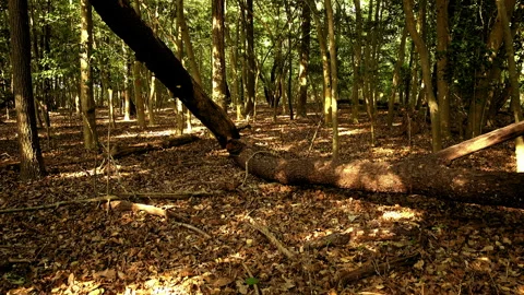 Dappled sunlight dances across the forest floor. Stock Footage 341319161