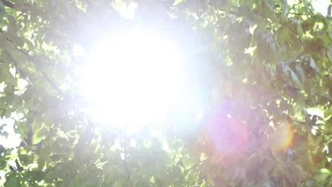 Dappled sunlight dancing through swaying maple tree leaves Stock Footage 313260898