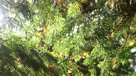 Dappled sunlight filtering through dense pine branches in autumn. Vídeo Stock 253802862