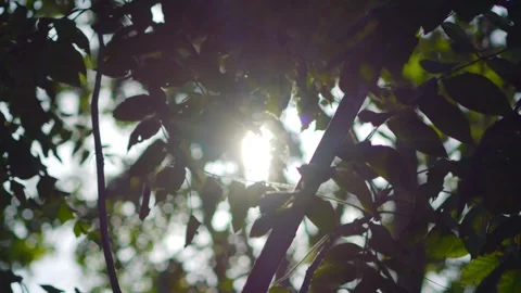 Dappled sunlight filtering through dense foliage in 4k slow motion 120fps Stockbeeldmateriaal 267694206