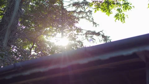 Dappled sunlight filtering through dense foliage in 4k slow motion 120fps Stock Footage 267694427