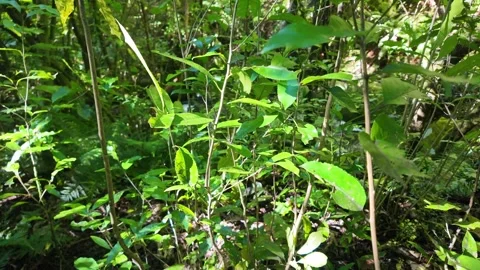 Dappled sunlight filtering through dense forest undergrowth Stock Footage 329889529