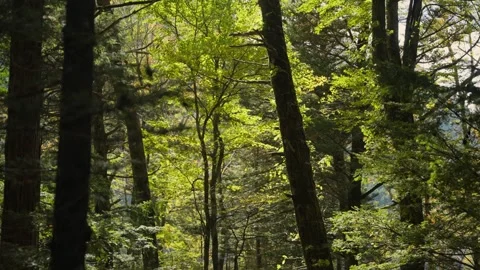 Dappled sunlight filtering through green forest trees in Kamikochi, Japan Vidéo 344057616