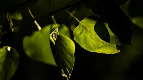 Dappled sunlight filtering through green leaves creates a serene atmosphere in Stock Photos