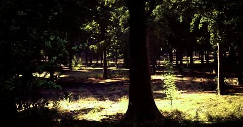 Dappled sunlight filtering through trees in a serene forest setting Stock Illustration
