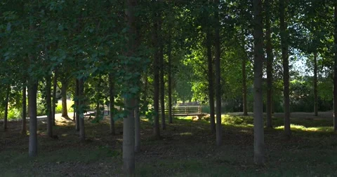 Dappled sunlight filtering through a verdant forest grove Видео 344043736