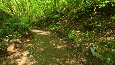 Dappled sunlight filters through dense, leafy trees. Balkan, Eastern Europe, POV Video stock 333347633