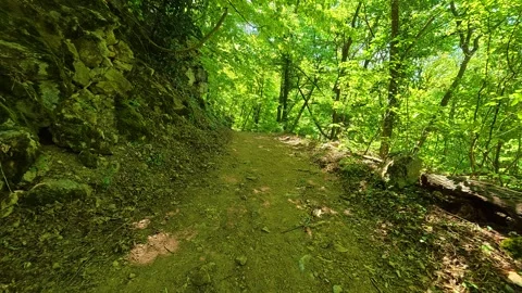 Dappled sunlight filters through dense. Balkan, Eastern Europe, POV Video stock 333347744