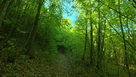 Dappled sunlight filters through dense green canopy. Balkan, Eastern Europe, POV Видео 333844011