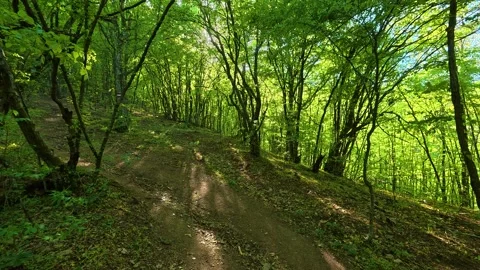 Dappled sunlight filters through dense green canopy. Balkan, Eastern Europe, POV Видео 333844281