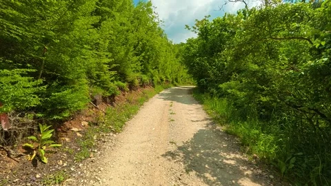 Dappled sunlight filters through dense green trees. Vrmdza Lake hike. Serbia Vídeos de archivo 338023273