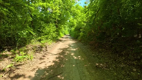 Dappled sunlight filters through dense green canopy. Vrmdza Lake hike. Serbia Видео 338023712