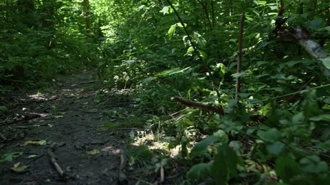 Dappled sunlight filters through dense forest canopy. Foliage sways gently .. Stock Footage 340040883