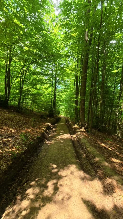 Dappled sunlight filters through dense. Kozji Kamen area, Vertical 스톡 동영상 341881248
