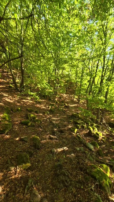 Dappled sunlight filters through dense green canopy. Boracki krs Serbia Vertical 動画素材 345005947