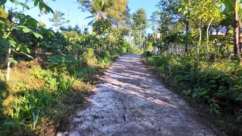 Dappled sunlight filters through dense jungle canopy Видео 345142587