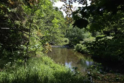 Dappled sunlight filters through dense green canopy Stock Photos