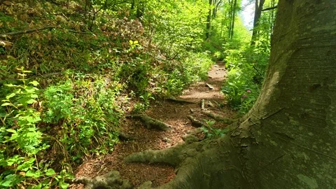 Dappled sunlight filters through the forest canopy. Jastrebac Mountain, Serbia. Stock Footage 336023513