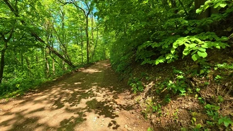 Dappled sunlight filters through lush green canopy. Balkan, Eastern Europe, POV Video stock 333348281