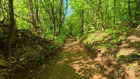 Dappled sunlight filters through lush green trees. Balkan, Eastern Europe, POV Stock Footage 333349558
