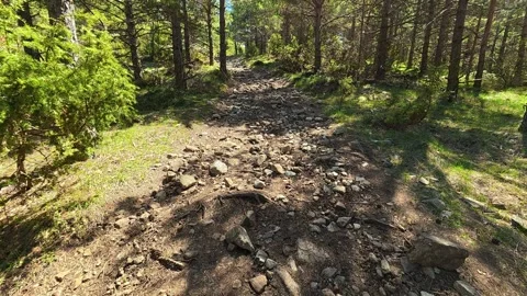 Dappled sunlight filters through pine trees. Balkan, Eastern Europe, POV Video stock 333440351