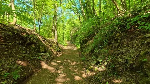 Dappled sunlight filters through tall green trees. Balkan, Eastern Europe, POV Video stock 333347936