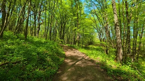 Dappled sunlight filters through tall, leafy trees. Balkan, Eastern Europe, POV Vidéo 333348566
