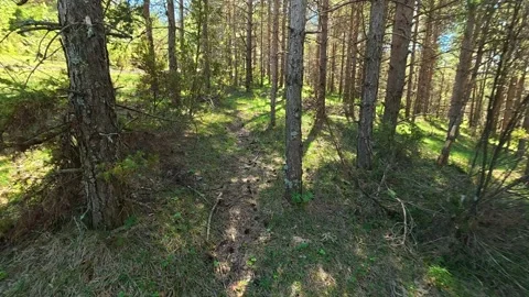 Dappled sunlight filters through tall pine trees. Balkan, Eastern Europe, POV Video stock 333440350