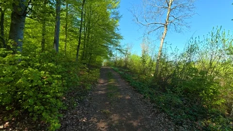 Dappled sunlight filters through tall green trees. Balkan, Eastern Europe, POV Видео 333842464