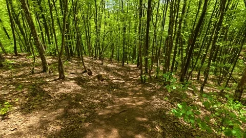 Dappled sunlight filters through tall green trees. Balkan, Eastern Europe, POV Stock-Footage 333843560