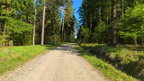 Dappled sunlight filters through tall green trees. Hiking Trail, Stara Planina Stock Footage 335535941