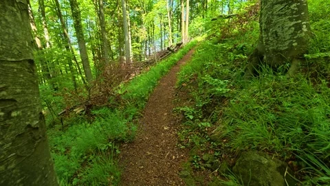 Dappled sunlight filters through tall green trees. Jastrebac Mountain, Serbia. Stock Footage 336023576