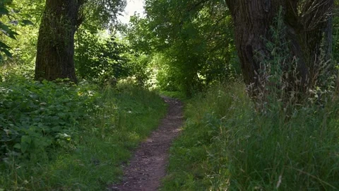 Dappled sunlight filters through tall green trees. Narrow dirt path winds t.. Stock Footage 340040789