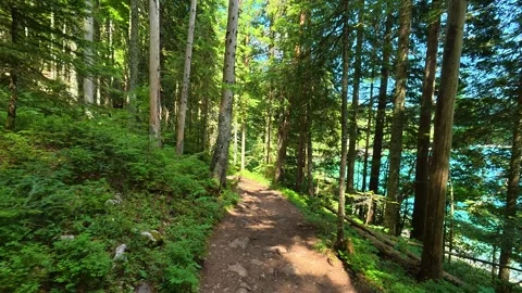 Dappled sunlight filters through tall evergreen trees. Black Lake, Montenegro Vidéo 342972581